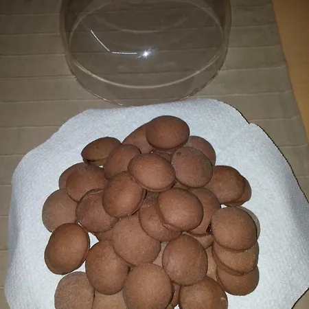 Tambien Пезаро